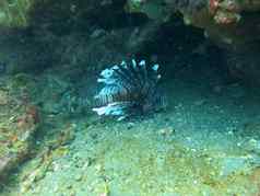 狮子鱼pterois珊瑚礁巴厘岛