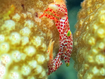 <strong>蓬勃</strong>发展的珊瑚礁活着海洋生活浅滩鱼
