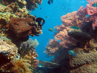 蓬<strong>勃发</strong>展的珊瑚礁活着海洋生活浅滩鱼