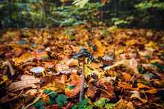 痣皮卡西亚蘑菇秋天叶子