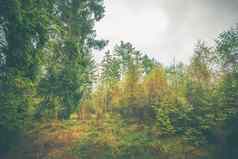 森林风景色彩斑斓的树