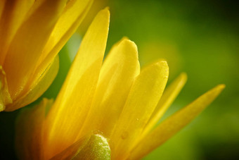 黄色的春天花蕨麻伸展