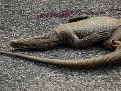 死鬣蜥