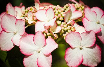 lacecap绣球花绣球花macrophylla