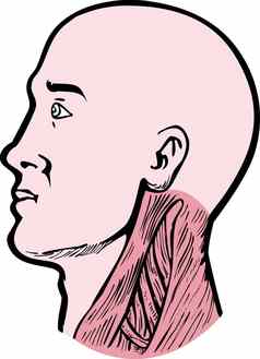 人类解剖学头脖子肌肉