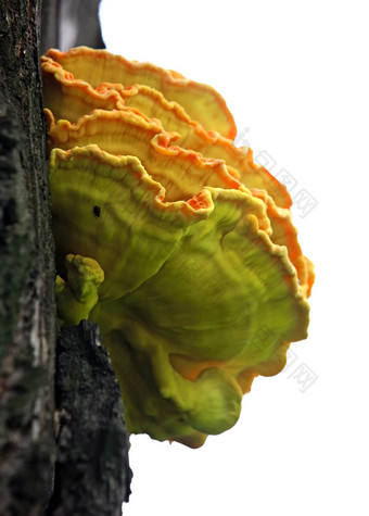 木蘑菇