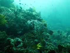 蓬勃发展的珊瑚礁活着海洋生活鱼巴厘岛