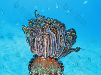 蓬勃发展的珊瑚礁活着海洋生活浅滩鱼巴厘岛