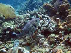 蓬勃发展的珊瑚礁活着海洋生活鱼巴厘岛