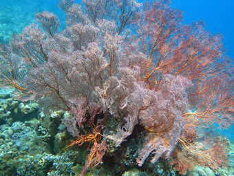 <strong>蓬勃</strong>发展的珊瑚礁活着海洋生活浅滩鱼巴厘岛