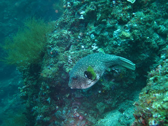 <strong>蓬勃</strong>发展的珊瑚礁活着海洋生活鱼巴厘岛
