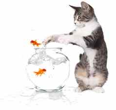 猫抓跳金鱼