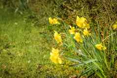 春天花园黄色的水仙花