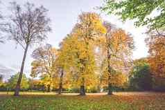 秋天风景色彩斑斓的黄色的树