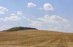 滚动农场山小麦作物字段阳光明媚的夏天一天