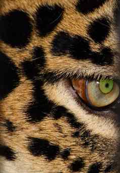 豹的眼睛