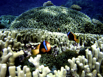 尼莫鱼伟大的障碍礁