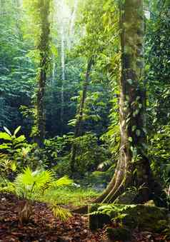 热带热带雨林