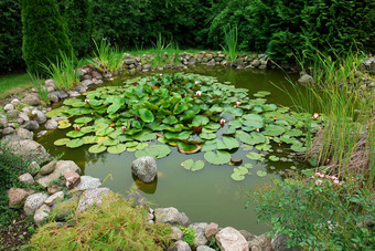 美丽的经典花园鱼池塘园艺背景