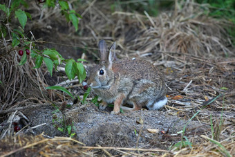 棉尾兔兔子sylvilagus