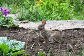 棉尾兔兔子sylvilagus