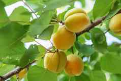 成熟的甜蜜的杏水果日益增长的杏树分支