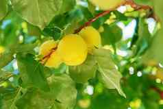 成熟的甜蜜的杏水果日益增长的杏树分支