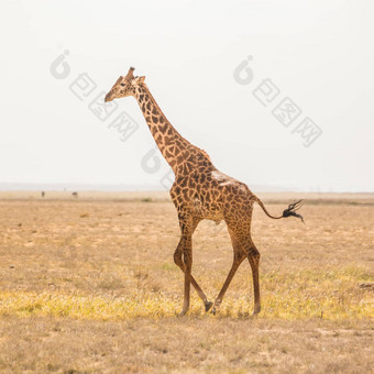 孤独的长颈鹿安博塞利国家公园坦桑尼亚