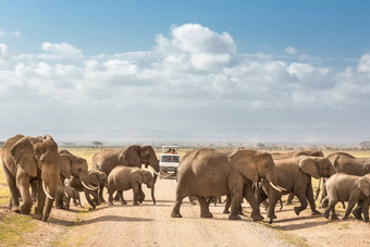 群大野生大象穿越污垢roadi安博塞利国家公园肯尼亚