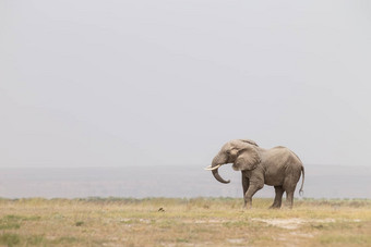 群野生大象安博塞利国家公园肯尼亚