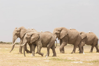 群野生<strong>大象</strong>安博塞利国家公园肯尼亚
