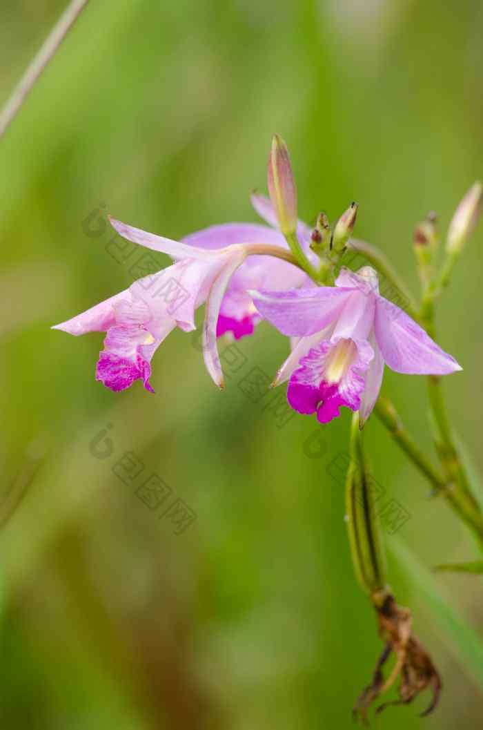 竹子兰花美丽的花白色粉红色的颜色