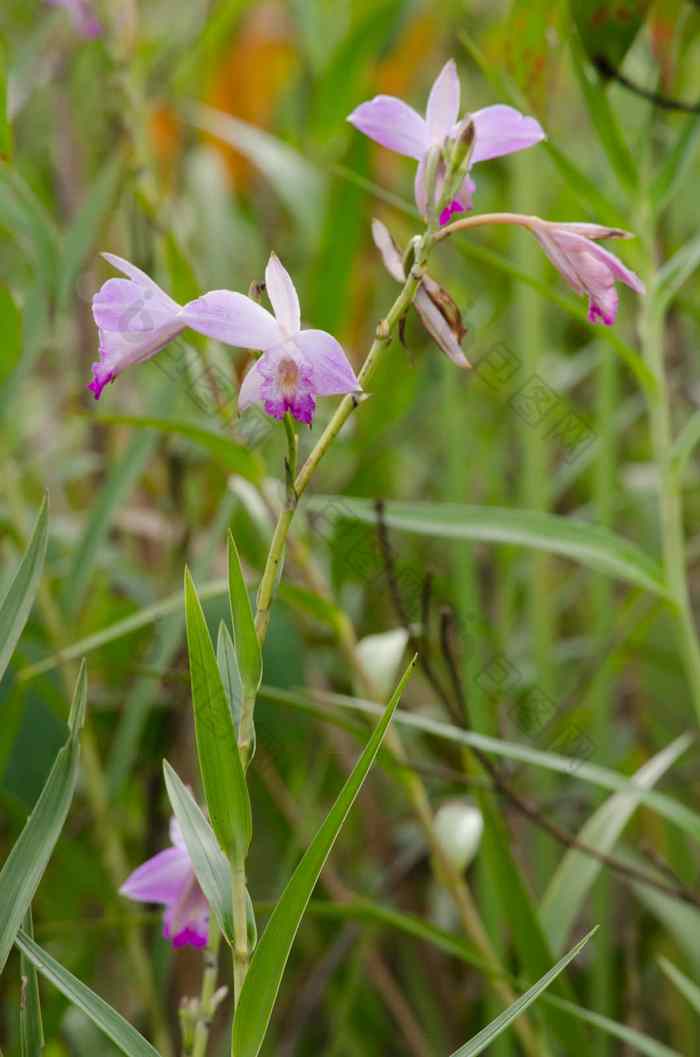 竹子兰花美丽的花白色粉红色的颜色