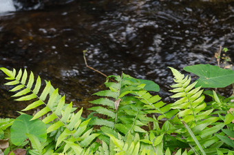 绿色蕨类植物地面河