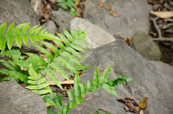 绿色蕨类植物地面河