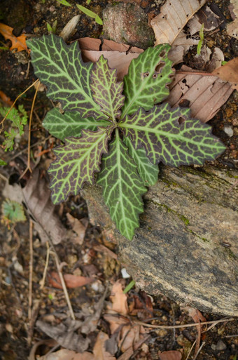 植物森林