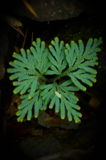 植物森林