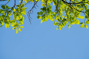 绿色叶背景蓝色的天空