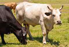 牛角澳大利亚培育牛肉牛黑色的白色