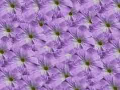 紫罗兰色的紫色的佩妮自然花纹理壁纸