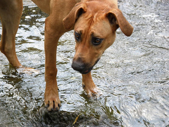 罗德西亚脊背<strong>犬</strong>小狗