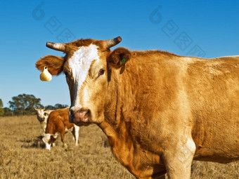 棕色（的）白色牛肉牛澳大利亚培育