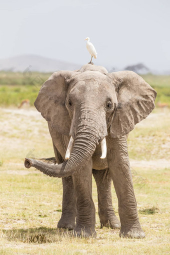 群野生<strong>大象</strong>安博塞利国家公园肯尼亚