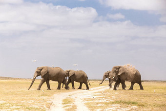 群野生大象安博塞利国家公园肯尼亚