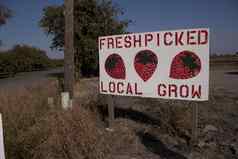 新鲜的选当地的种植草莓标志