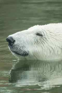 极地熊游泳水