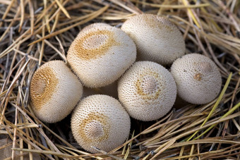 集团蘑菇Lycoperdon脐带