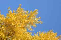 波兰黄金秋天黄色的叶子蓝色的天空