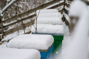 一对雪覆盖蜜蜂荨麻疹养蜂场冬季蜂房覆盖雪冬季养蜂