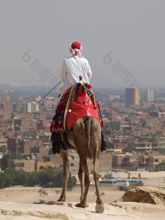 单峰骆驼骆驼凯尔旅行秘密